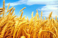 四川：深化种业体制改革，水稻品种选育取得突破  
