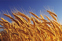 全国冬小麦冬前及冬季管理技术意见  