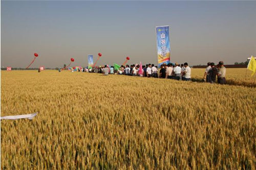 河北婴泊科技有限公司成功召开山农28小麦新品种河北区域观摩会