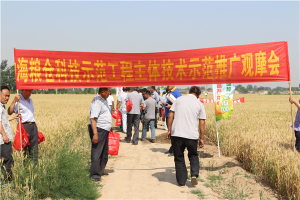 2015年渤海粮仓项目示范品种——婴泊700