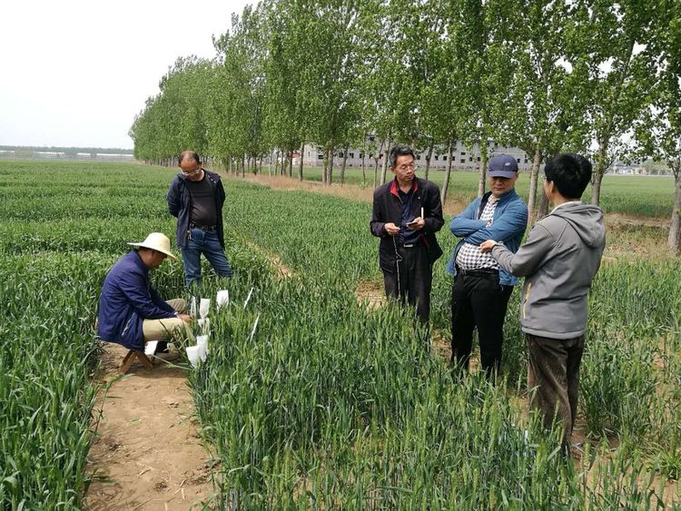 4月25日河北婴泊种业到中国农业大学曲周试验站考察学习