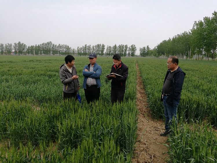 4月25日河北婴泊种业到中国农业大学曲周试验站考察学习