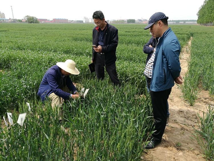 4月25日河北婴泊种业到中国农业大学曲周试验站考察学习