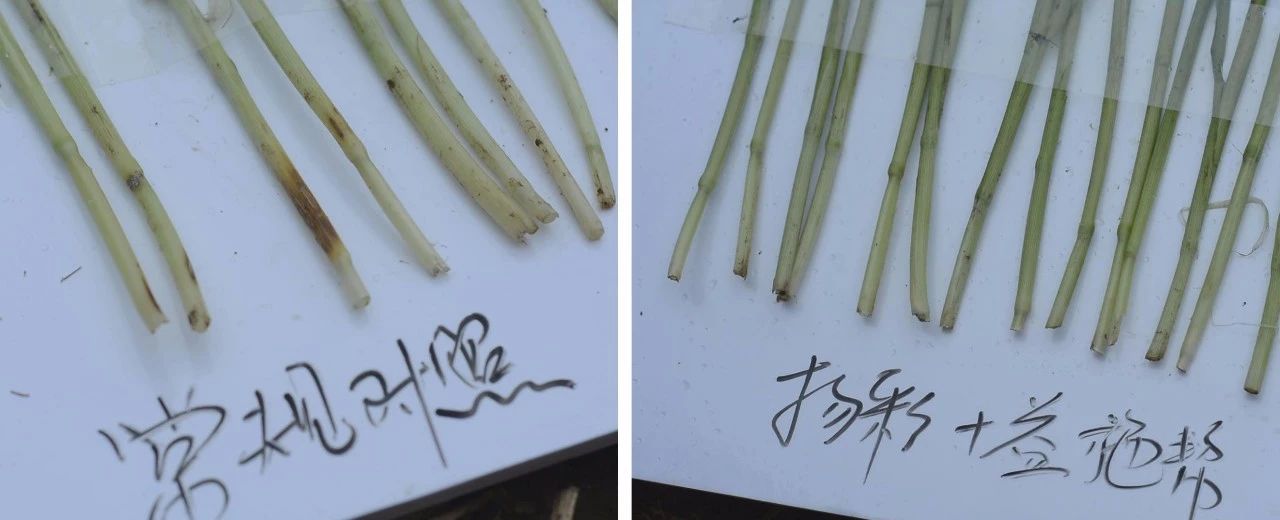 小麦茎基腐病,值得您关注