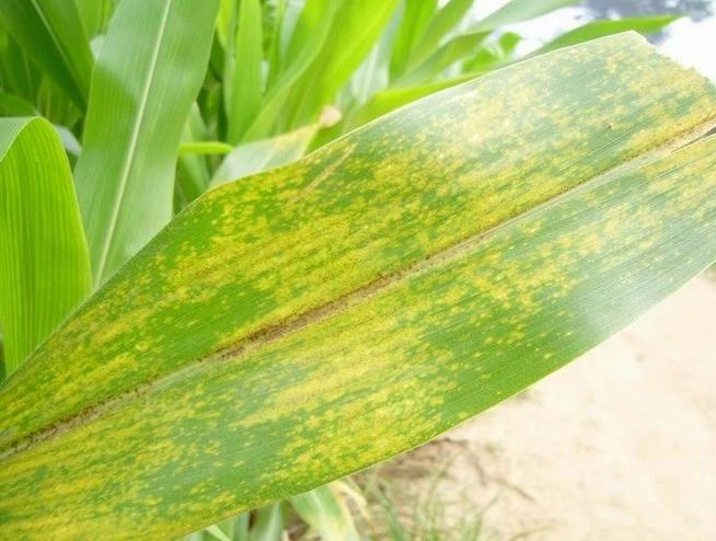 河南、山东、陕西局部偏重发生,这种病可导致玉米减产40%！两种药可治！