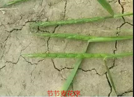 节节麦不用怕，节节麦怎么防，什么时间打，怎么打效果好？（附注意事项）