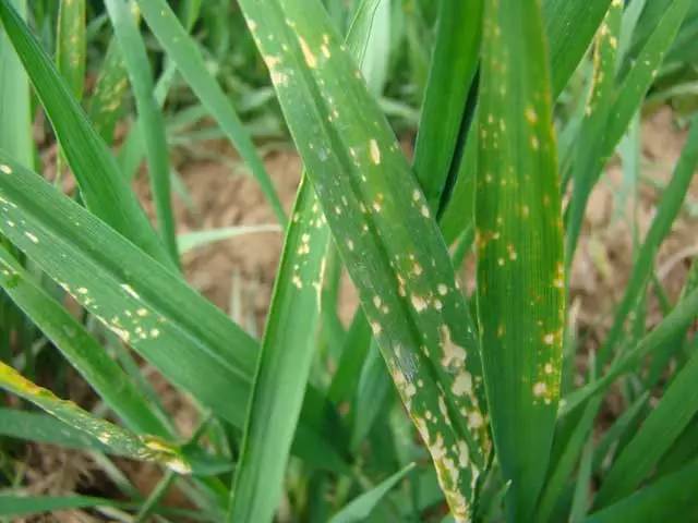 小麦病毒病、冻害、除草剂药害图解