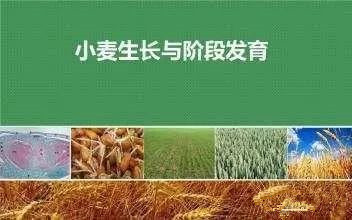 【警惕】农业或又遇厄尔尼诺，暖冬对小麦影响几许？