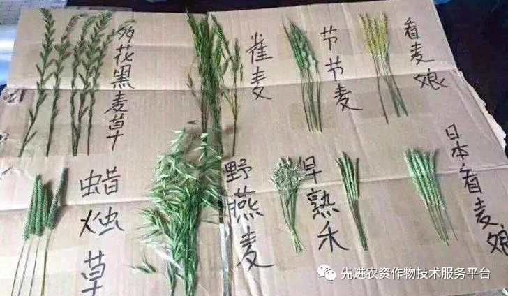 超级经典小麦田优势杂草图谱辨别