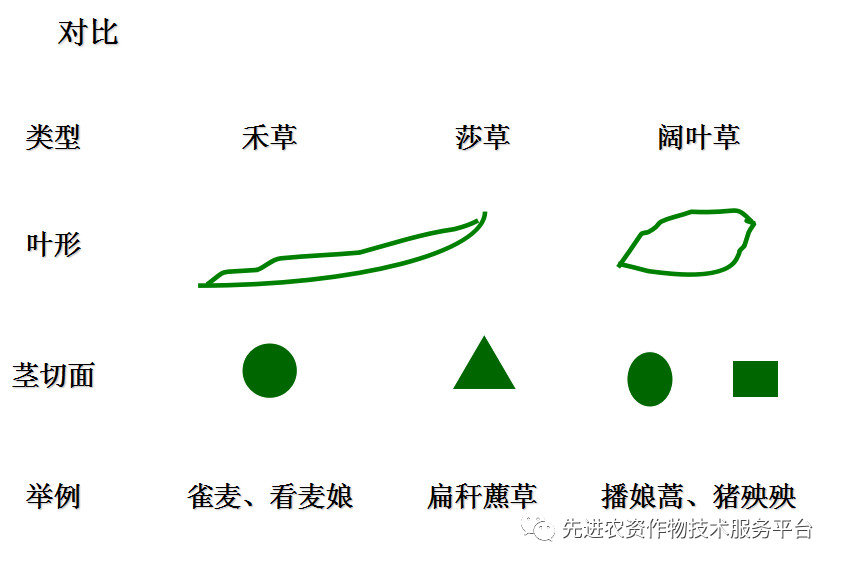 超级经典小麦田优势杂草图谱辨别