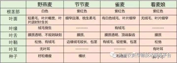 超级经典小麦田优势杂草图谱辨别