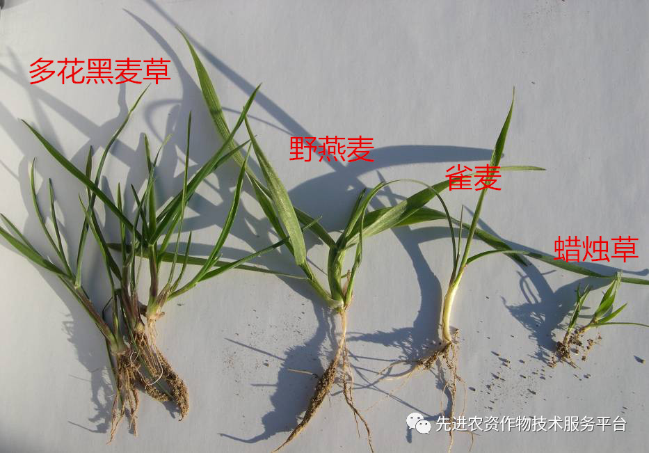 超级经典小麦田优势杂草图谱辨别