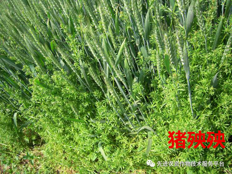 超级经典小麦田优势杂草图谱辨别