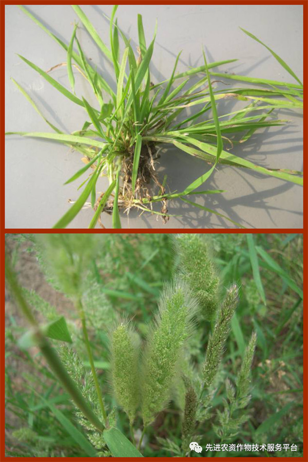 超级经典小麦田优势杂草图谱辨别