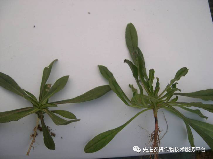 超级经典小麦田优势杂草图谱辨别