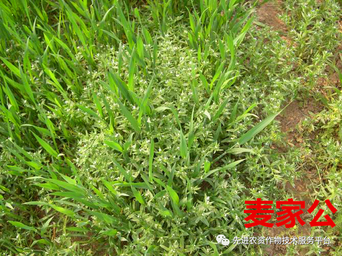 超级经典小麦田优势杂草图谱辨别