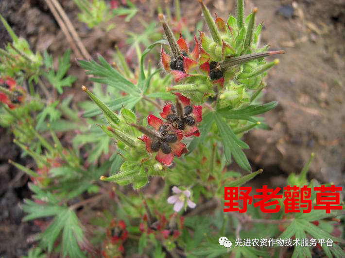 超级经典小麦田优势杂草图谱辨别