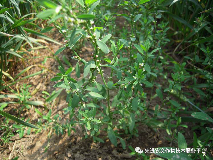 超级经典小麦田优势杂草图谱辨别