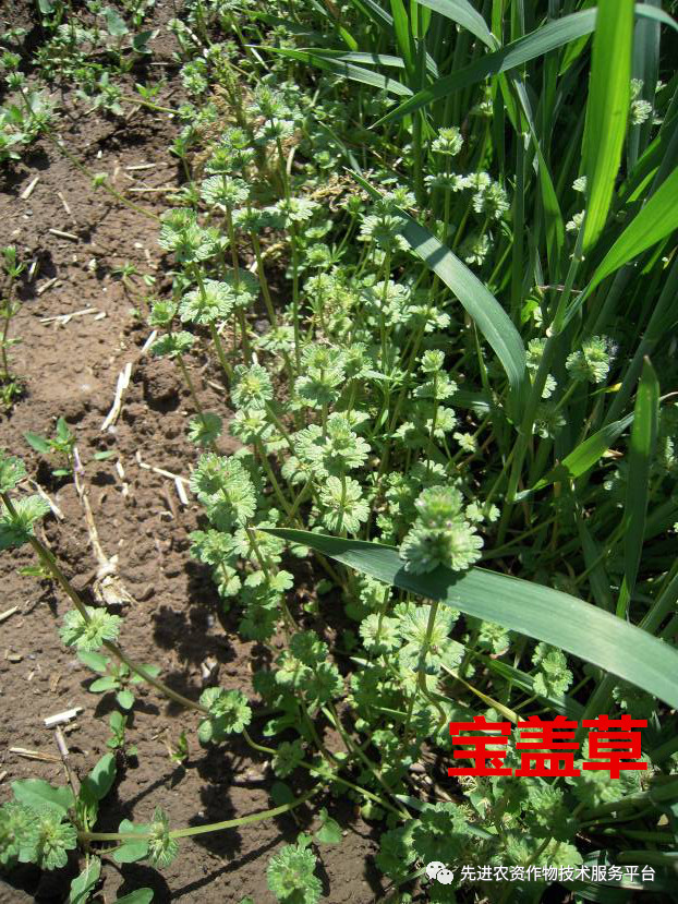 超级经典小麦田优势杂草图谱辨别