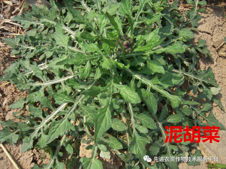 超级经典小麦田优势杂草图谱辨别