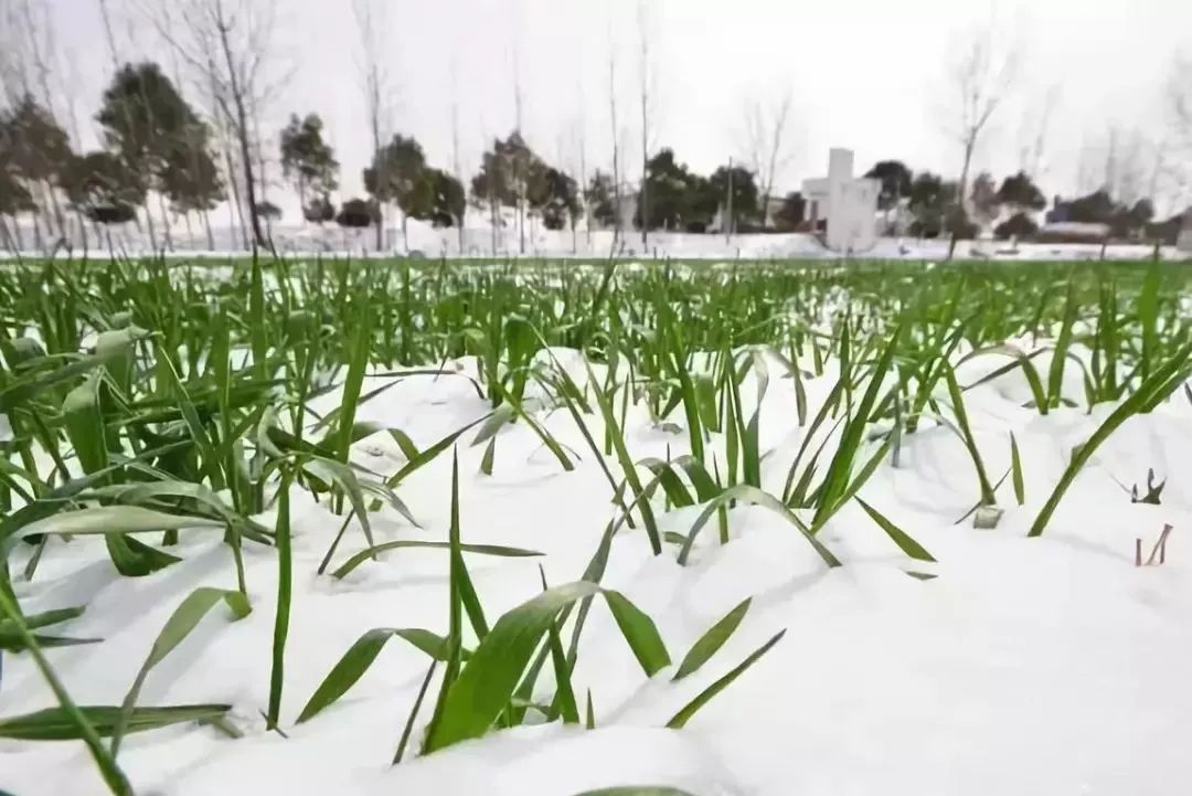 小麦春季管理技术大全！