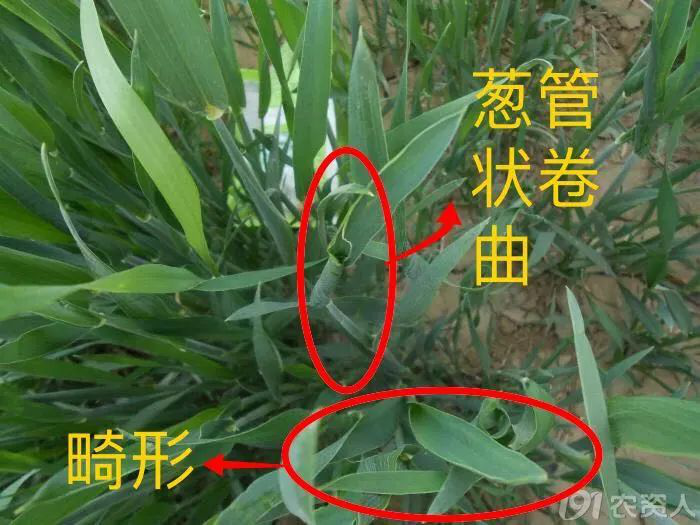 小麦常用除草剂及药害介绍  