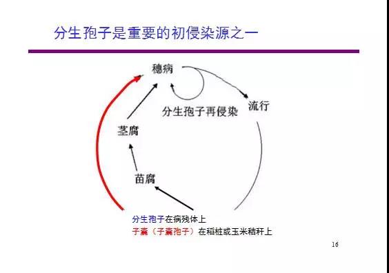 小麦赤霉病全解