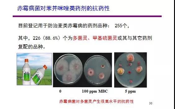 小麦赤霉病全解