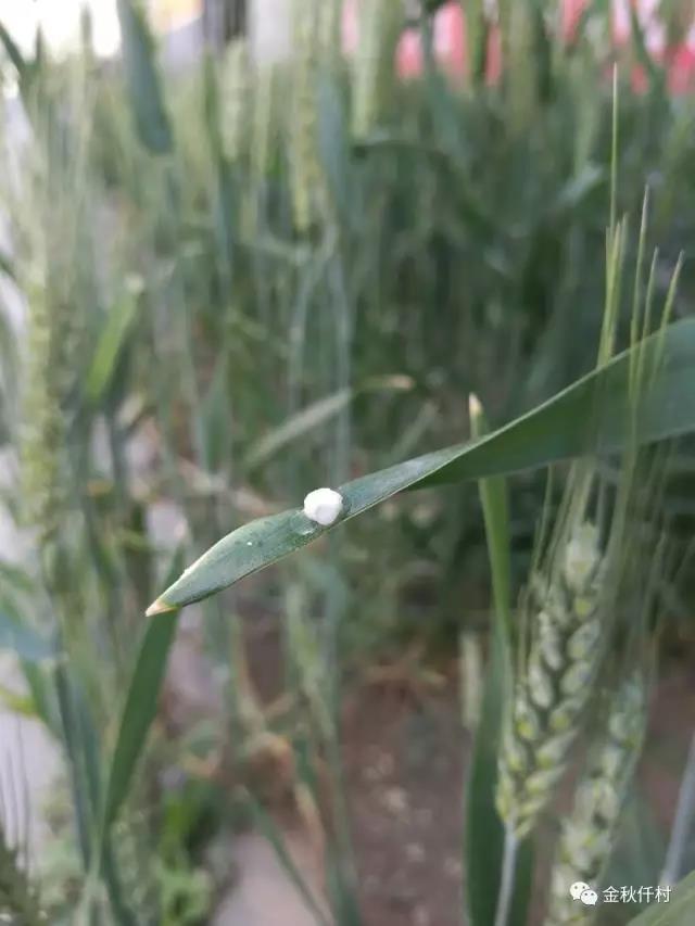小麦旗叶干尖又来了,原因你知道几个?
