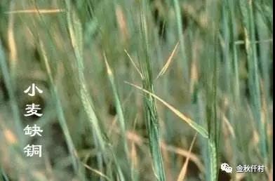 小麦旗叶干尖又来了,原因你知道几个?