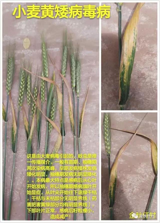 小麦旗叶干尖又来了,原因你知道几个?