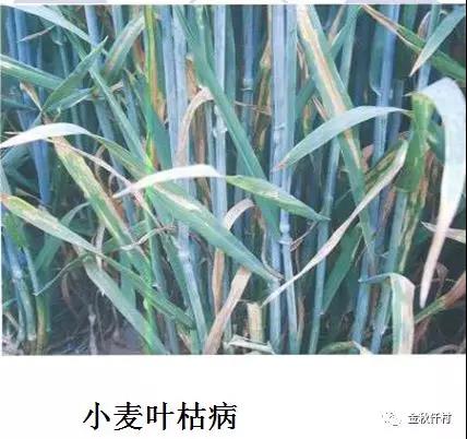 小麦旗叶干尖又来了,原因你知道几个?