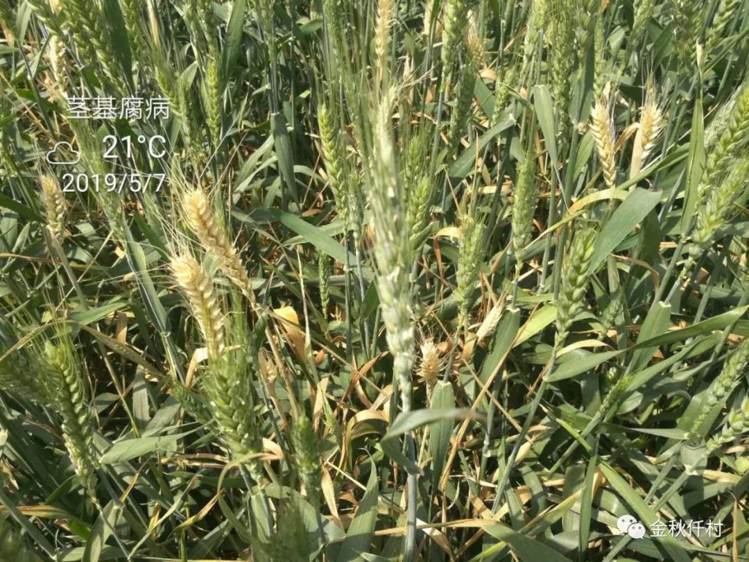 小麦旗叶干尖又来了,原因你知道几个?