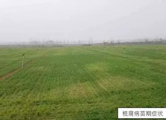 急急急!小麦灌浆期惊现大量白穗,怎么回事?