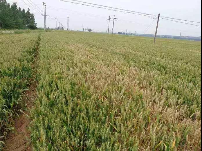 急急急!小麦灌浆期惊现大量白穗,怎么回事?