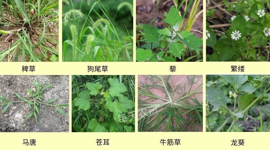 除草高峰期——烟嘧磺隆“4大要点”总结！