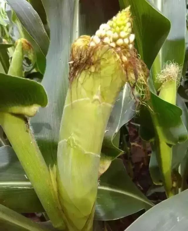 今年伏天，总共40天！小心持续高温导致玉米大减产！