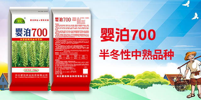 700种子1