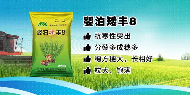 婴泊矮丰8